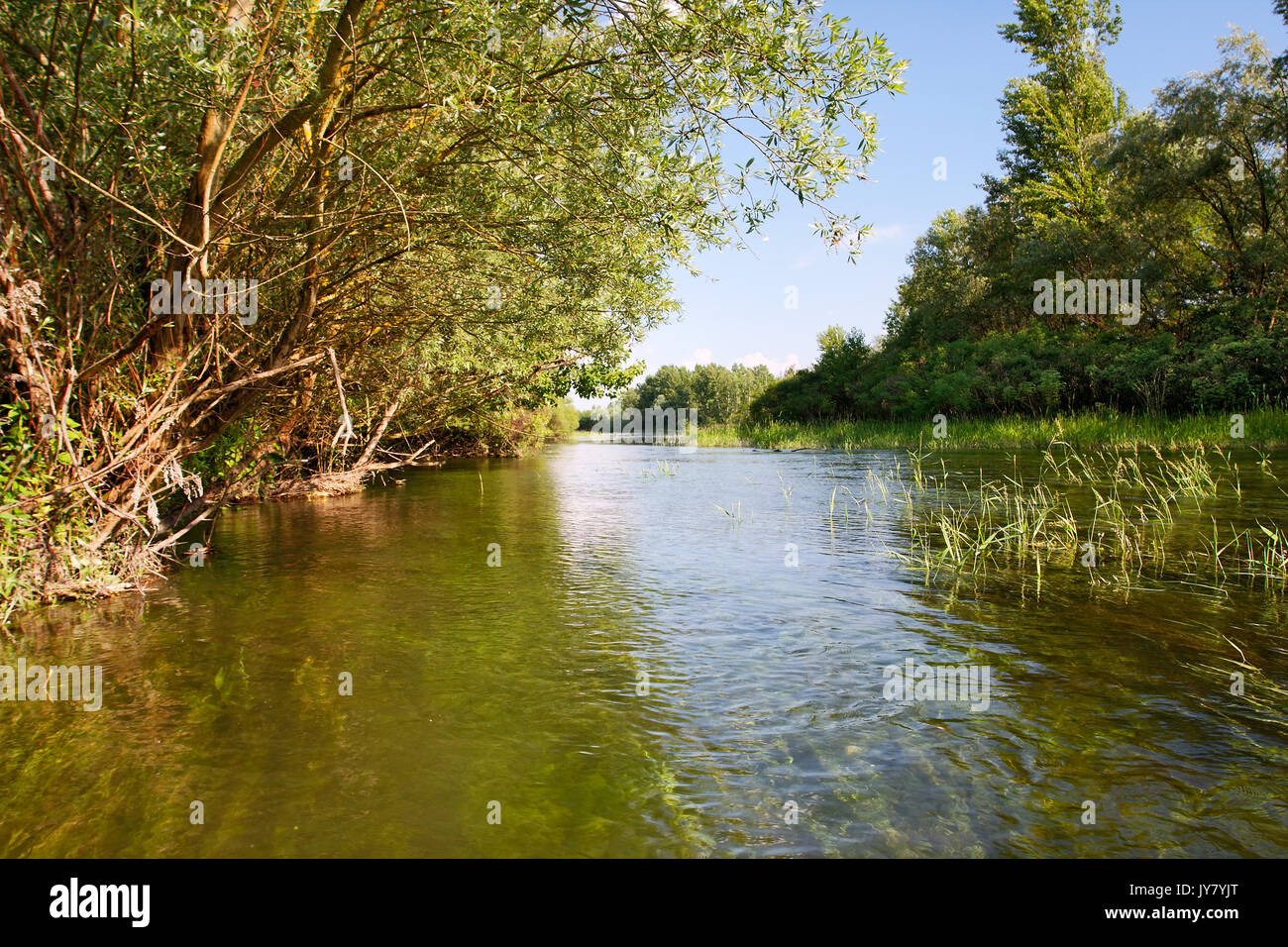 Foresta allagata nel fiume Drava floodplain Foto Stock