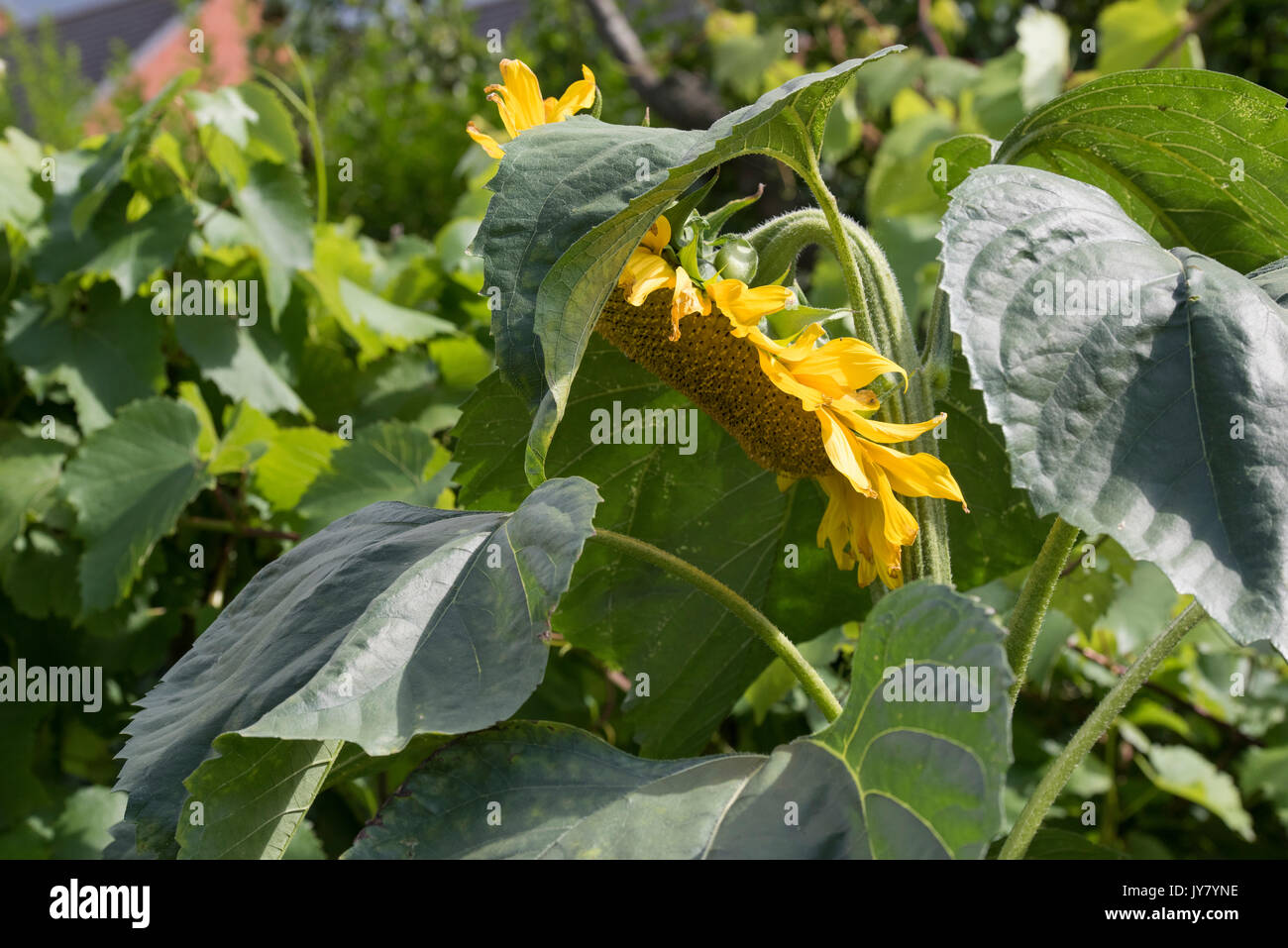Helianthus Annuus Semi Di Girasole In Un Cottage Inglese Il Giardino Regno Unito Foto Stock Alamy