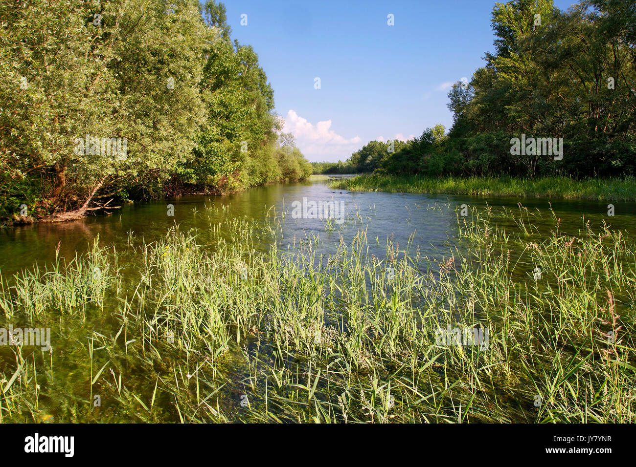 Foresta allagata nel fiume Drava floodplain Foto Stock