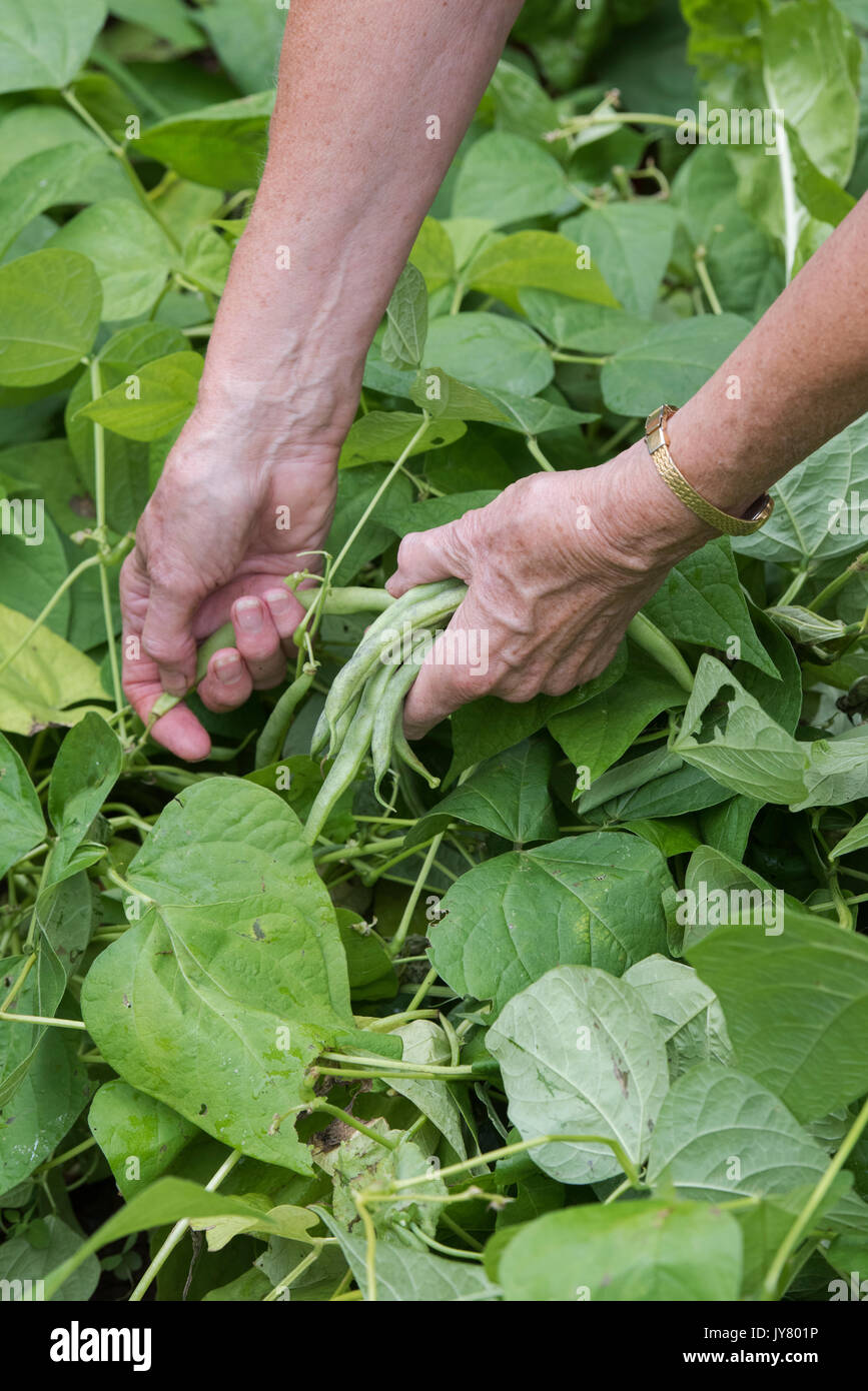Phaseolus vulgaris. Giardiniere picking fagioli francesi da un inglese di orto in agosto. Regno Unito Foto Stock