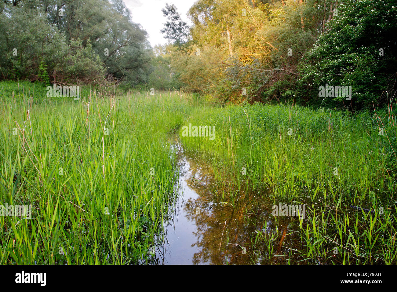 Foresta allagata nel fiume Drava floodplain Foto Stock