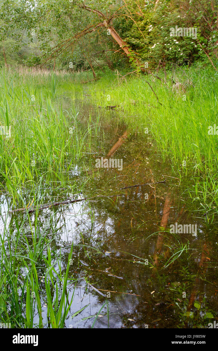 Foresta allagata nel fiume Drava floodplain Foto Stock