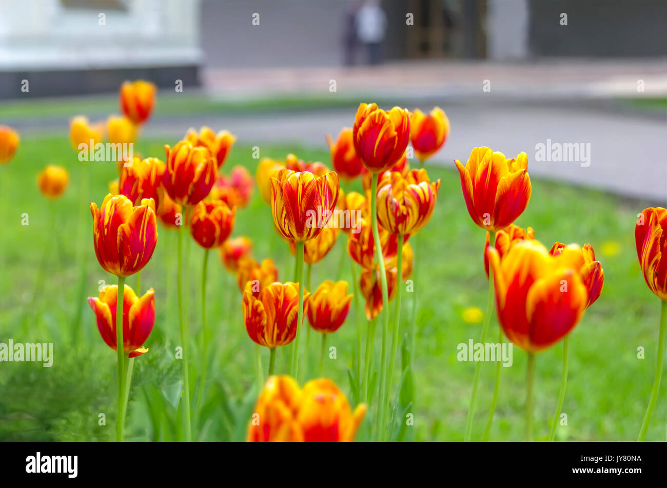 Flower tulipani sfondo. Foto Stock