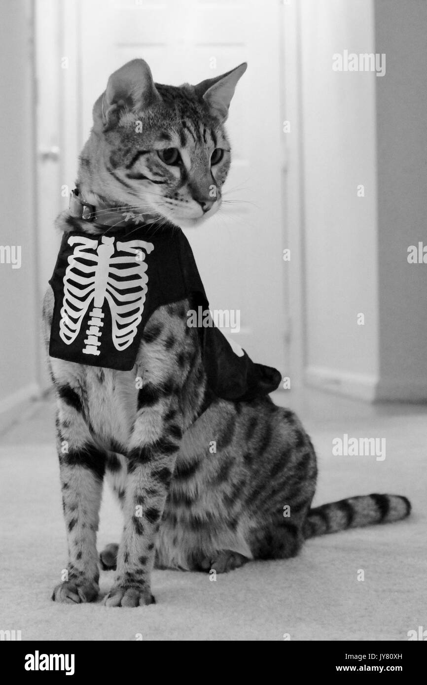 Scheletro di gatti immagini e fotografie stock ad alta risoluzione