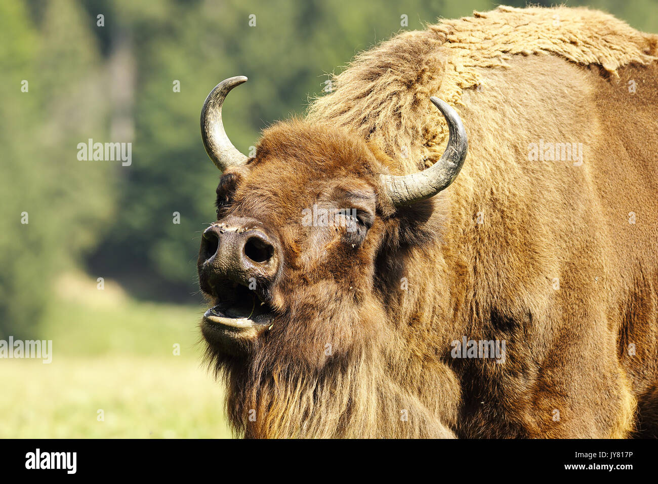 Ritratto di muggito il bisonte europeo ( Bison bonasus ) Foto Stock