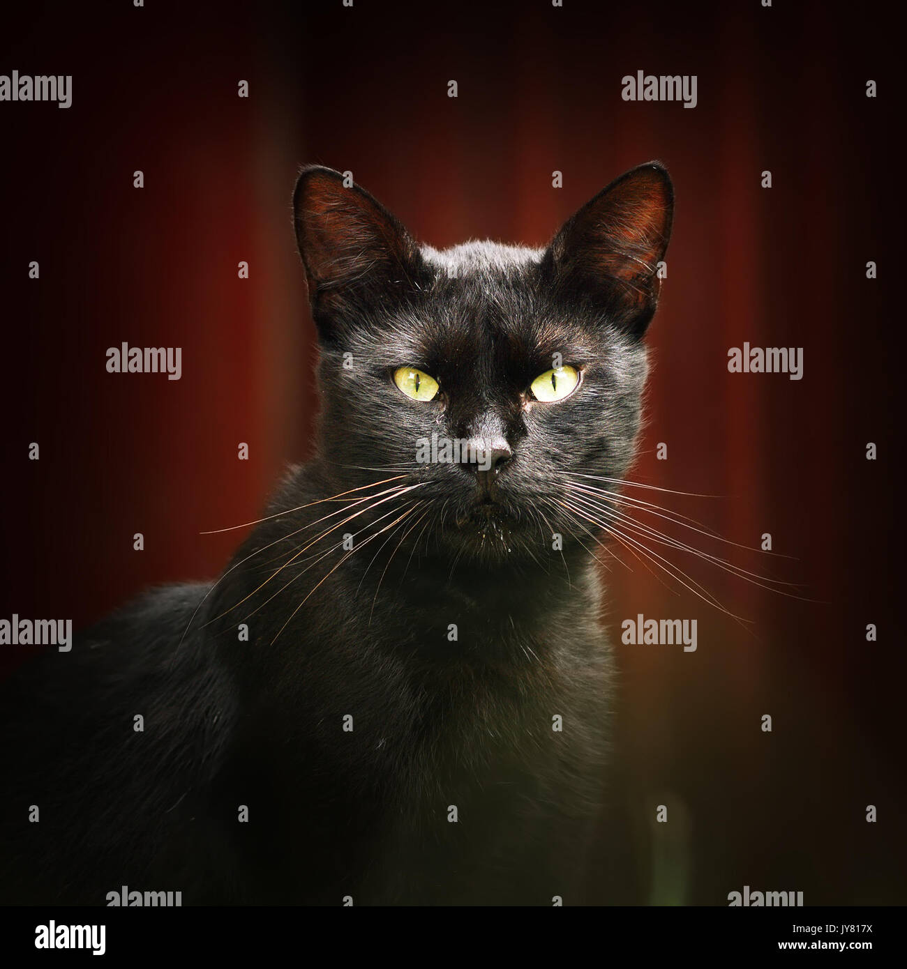 Gatto nero guardando la telecamera con vignette Foto Stock