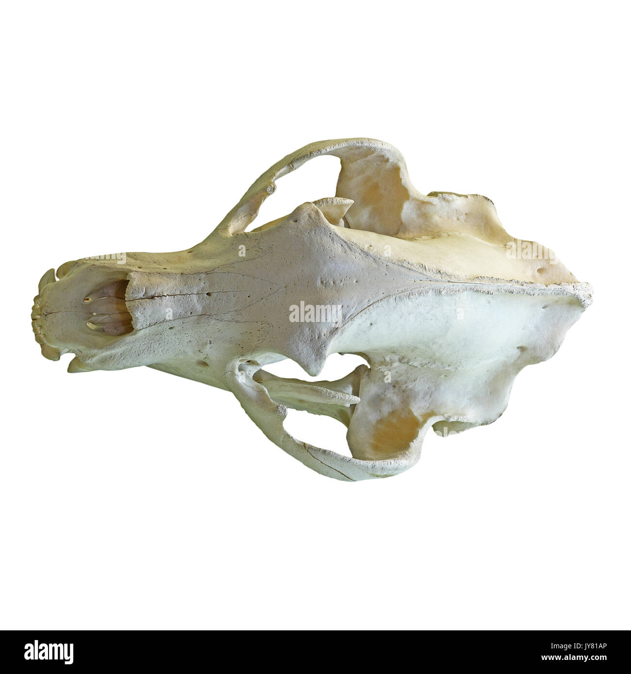 Orso bruno isolato il cranio, sfondo bianco ( Ursus arctos ) Foto Stock