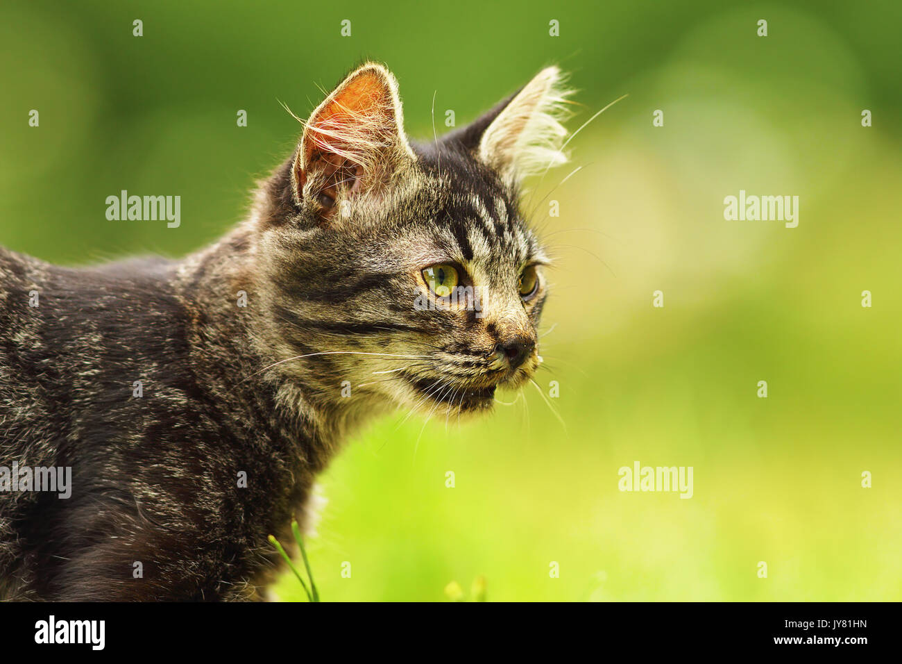 Carino gattino domestico ritratto nel giardino, colorato di verde con sfondo bokeh di fondo Foto Stock