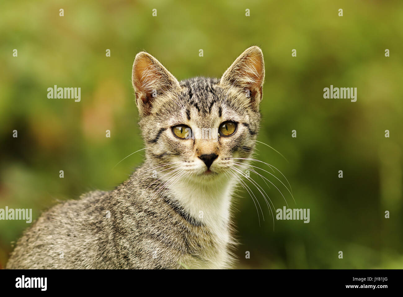 Carino gattino ritratto guardando la telecamera su verde al di fuori della messa a fuoco lo sfondo Foto Stock