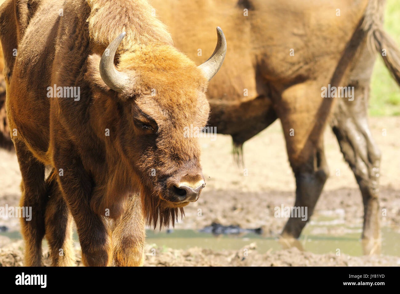 Il bisonte europeo close up ( Bison bonasus ) Foto Stock