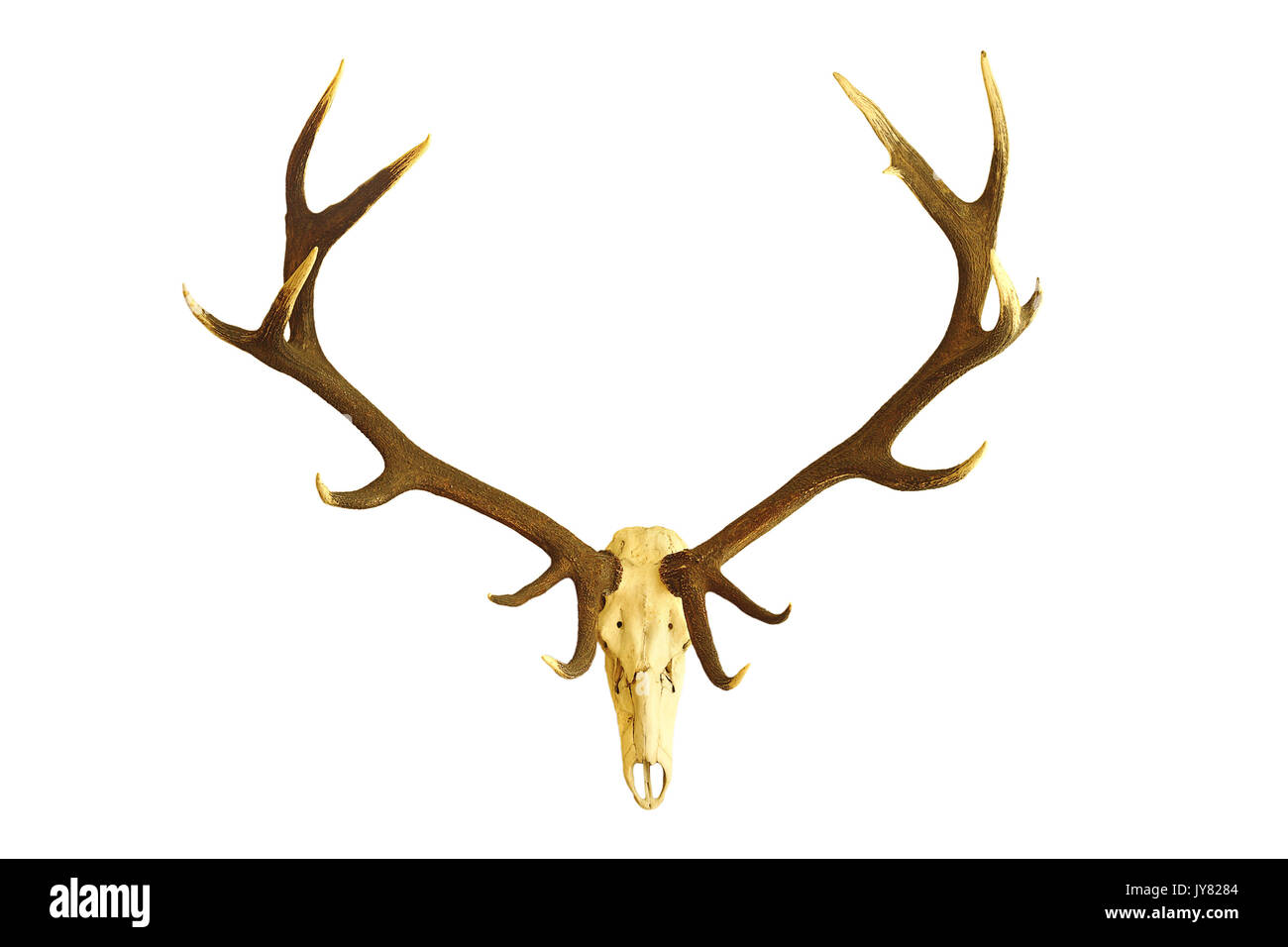 Enorme Red Deer buck cranio, trofeo di caccia isolate su sfondo bianco ( Cervus elaphus con grandi corna ) Foto Stock