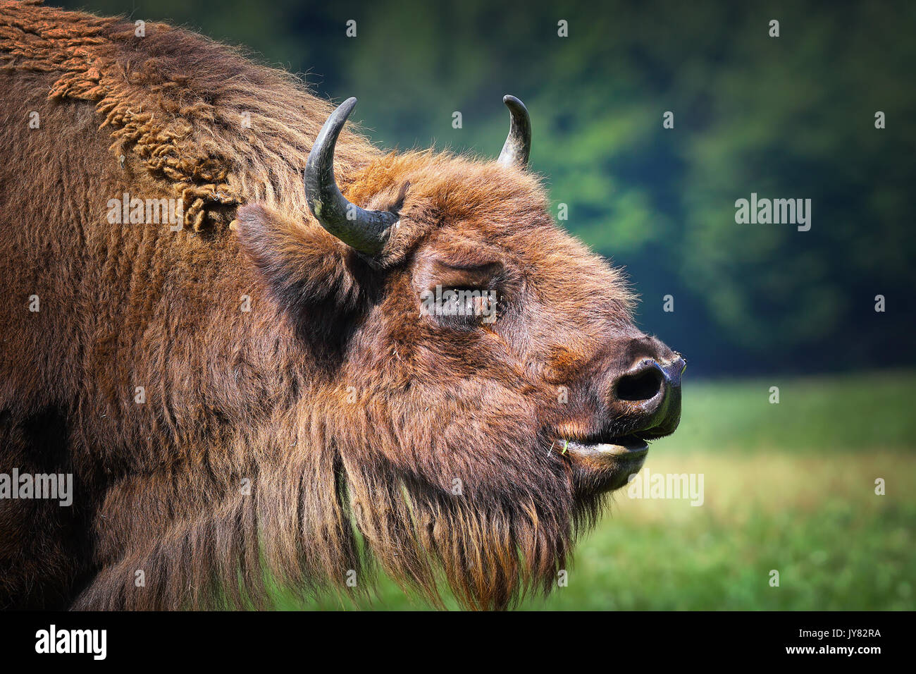 Grande maschio bisonte europeo verticale ( Bison bonasus ) Foto Stock