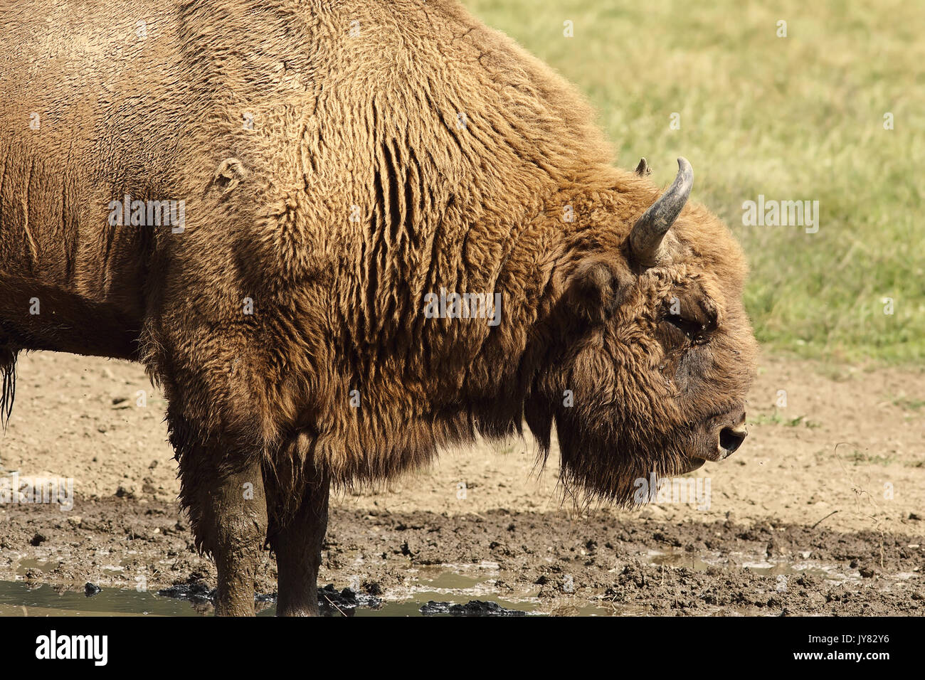 Chiusura del grande maschio bisonte europeo ( Bison bonasus ) Foto Stock