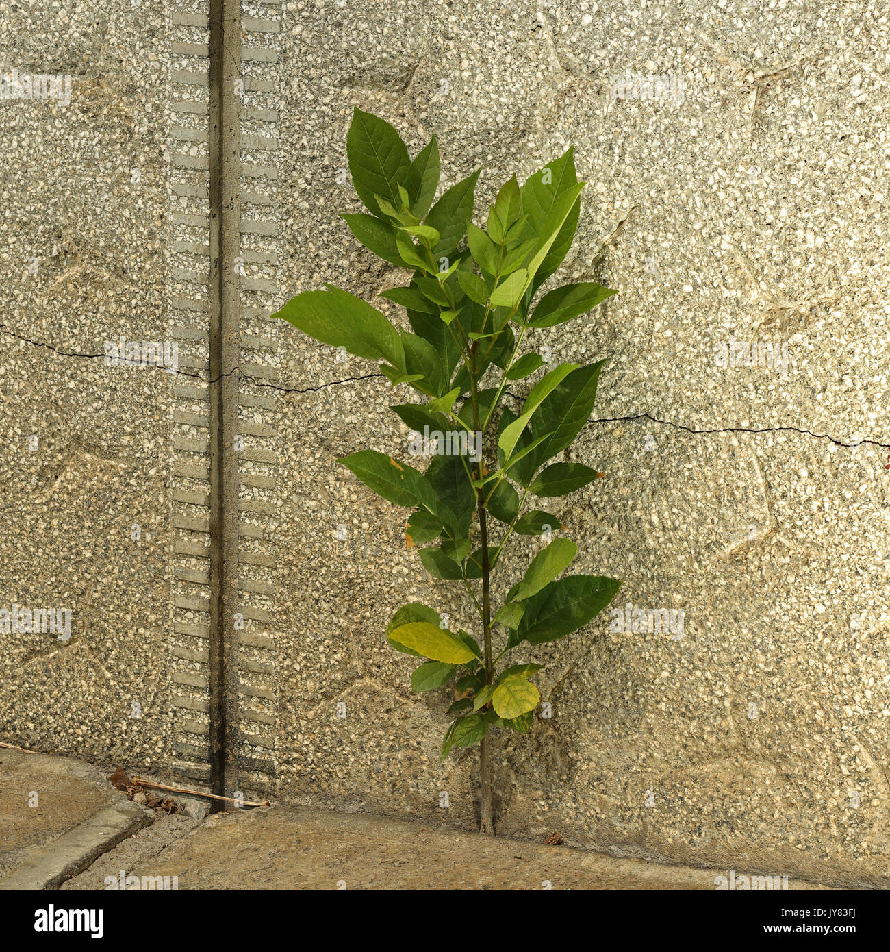 Arbusto crescente sul calcestruzzo rotto , casa vecchia Foto Stock