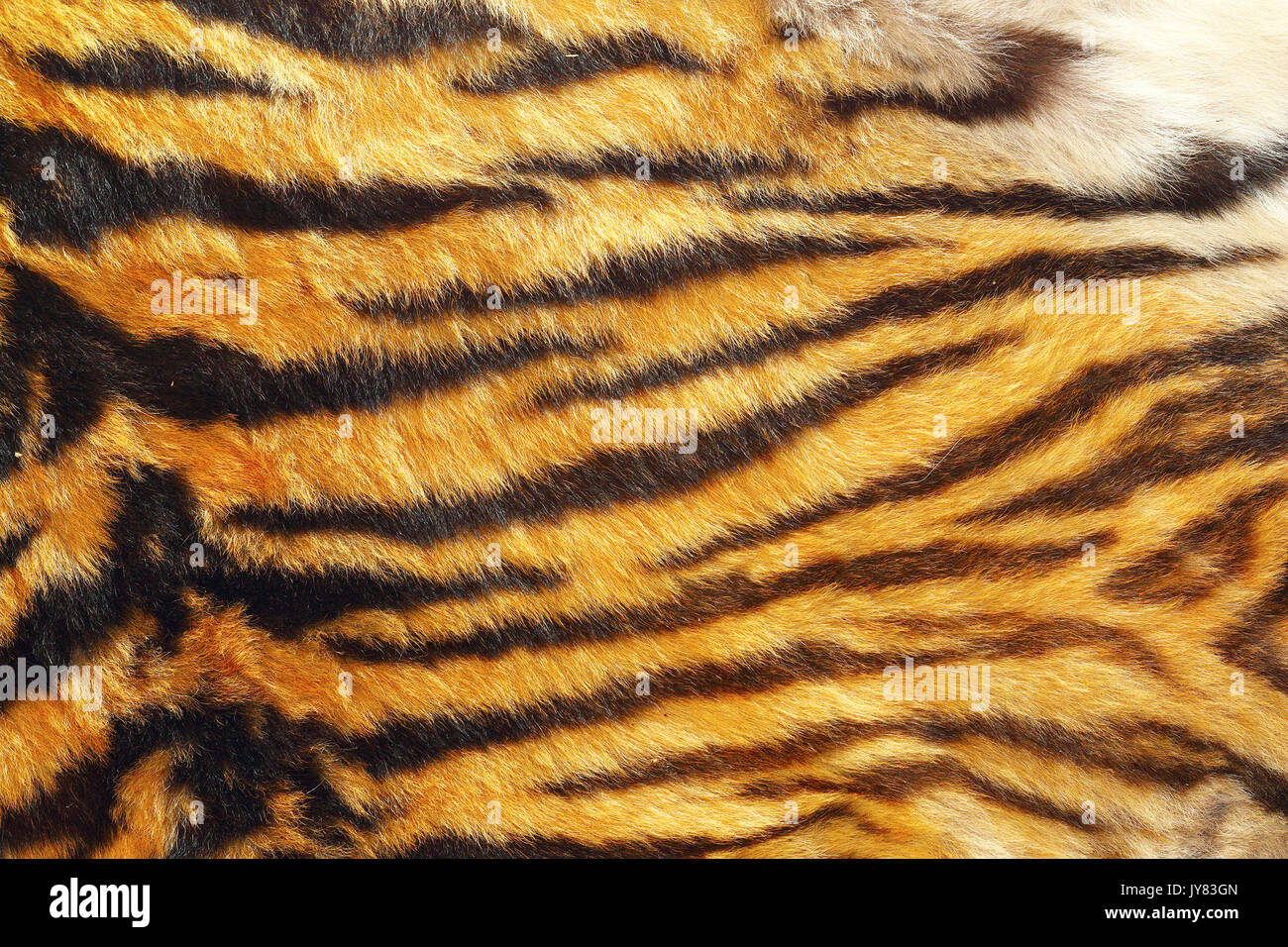 Texture di wild tiger pelle pronto per il tuo design Foto Stock