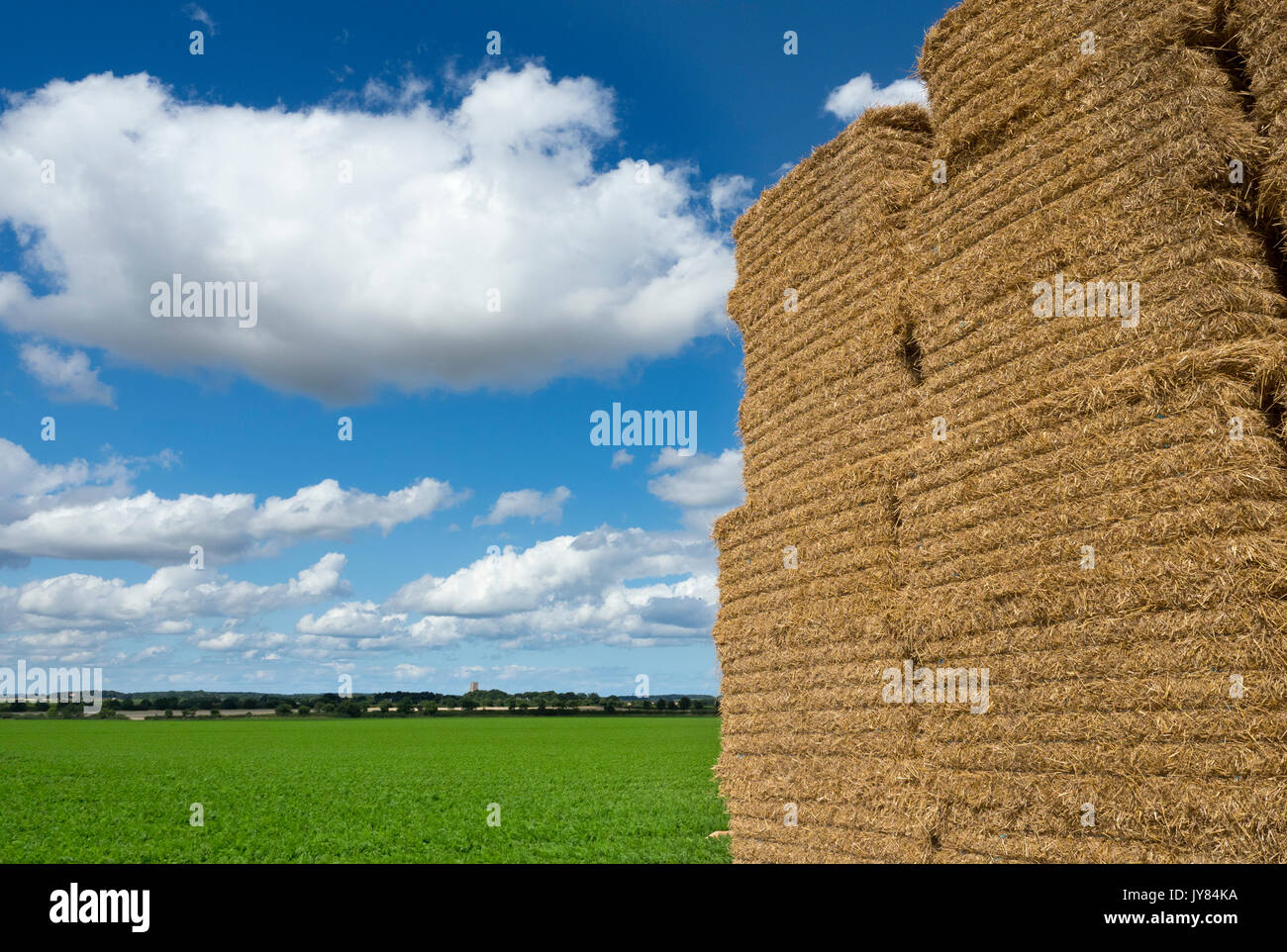 La carota colture a Southrepps Norfolk Agosto Foto Stock