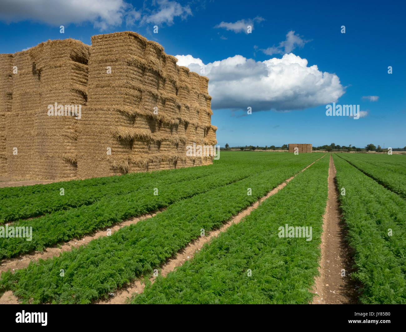 La carota colture a Southrepps Norfolk Agosto Foto Stock
