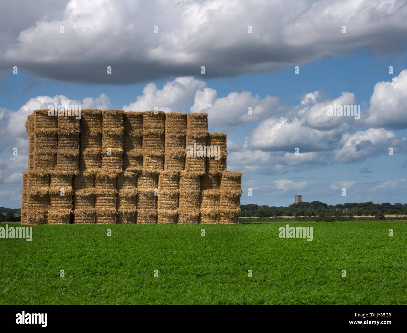 La carota colture a Southrepps Norfolk Agosto Foto Stock