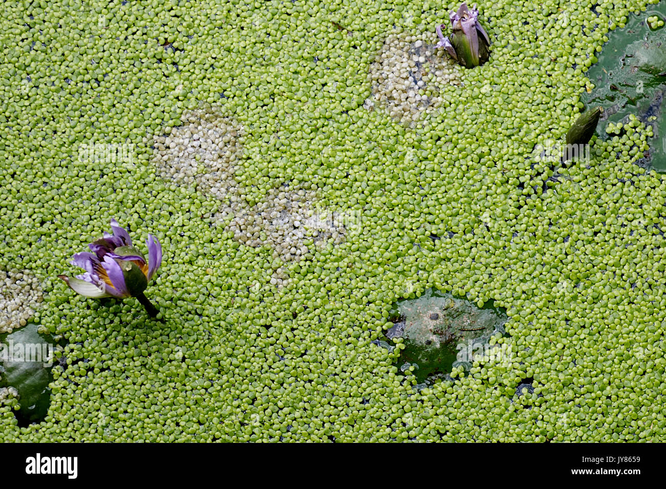 Un Lion pan, al Parco Nazionale di Nairobi Foto Stock