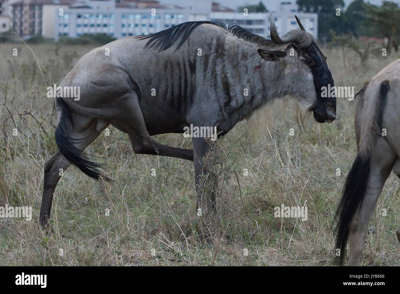 Un blu gnu graffi di per sé poco dopo il risveglio, al Parco Nazionale di Nairobi Foto Stock