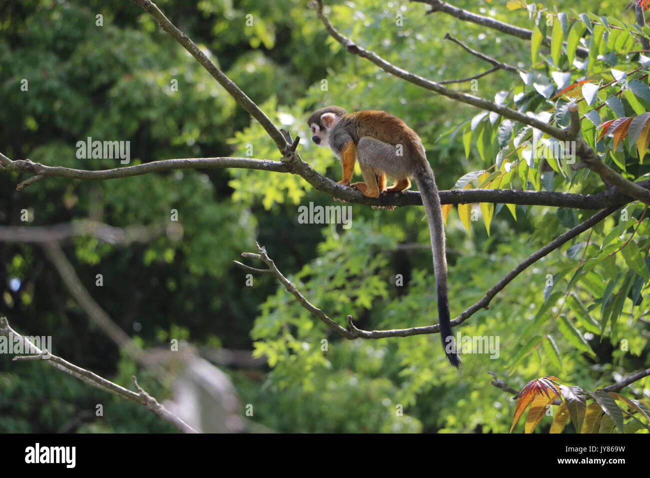 Saimiri, scimmia Foto Stock