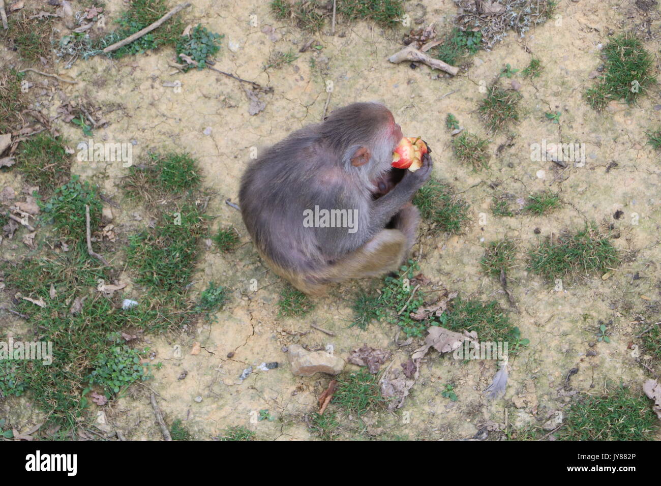 Macaco scimmia Foto Stock