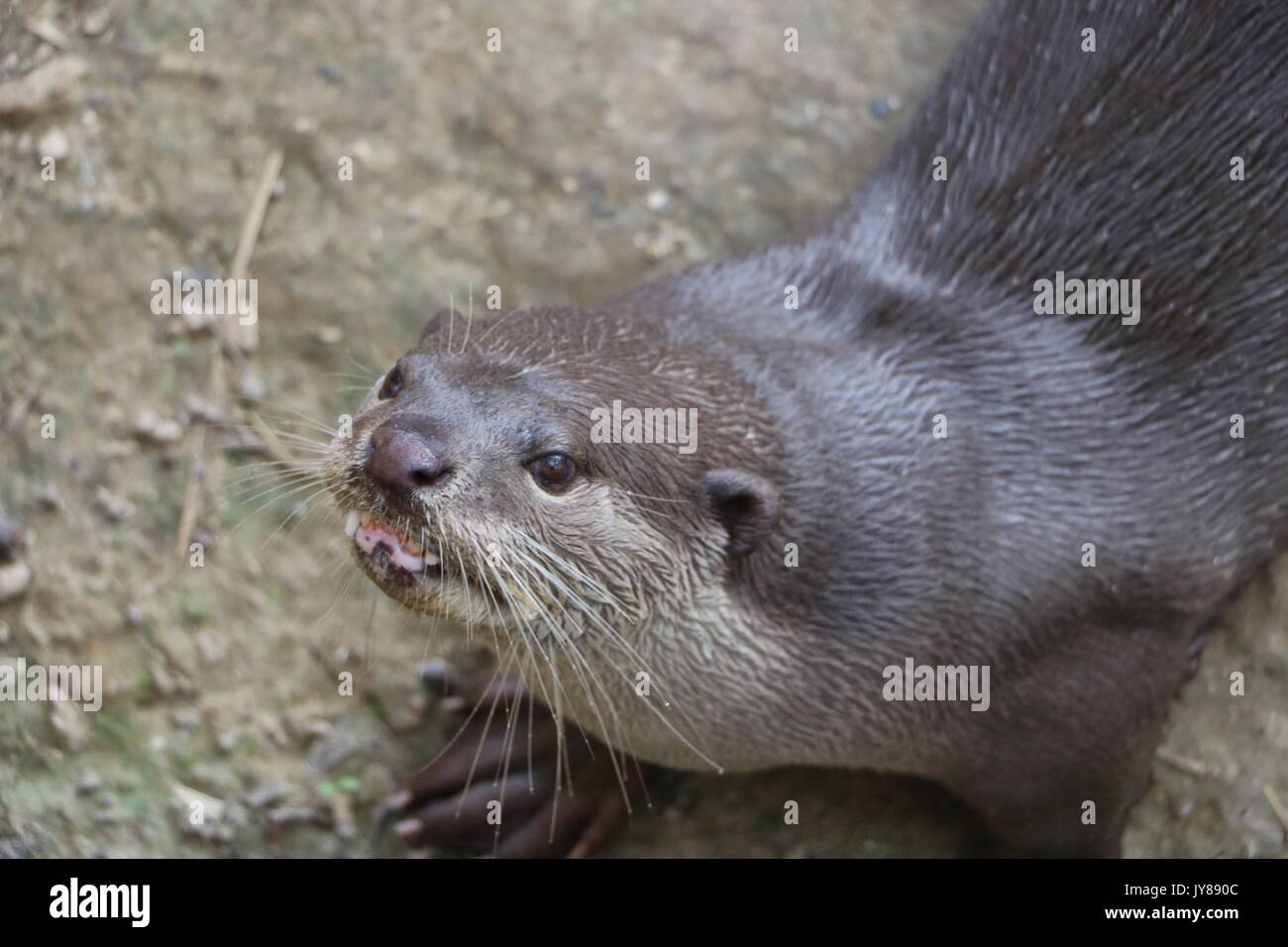 Otter urlare Foto Stock
