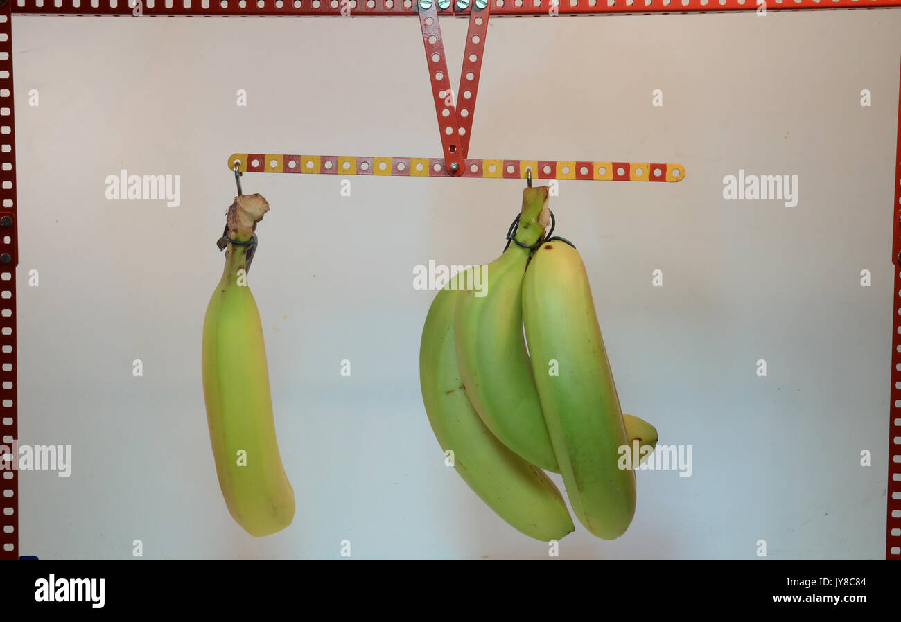 Equilibrio dimostra il principio della leva - con banane! Questo è da un lato un terzo braccio, con triplo carico. Foto Stock