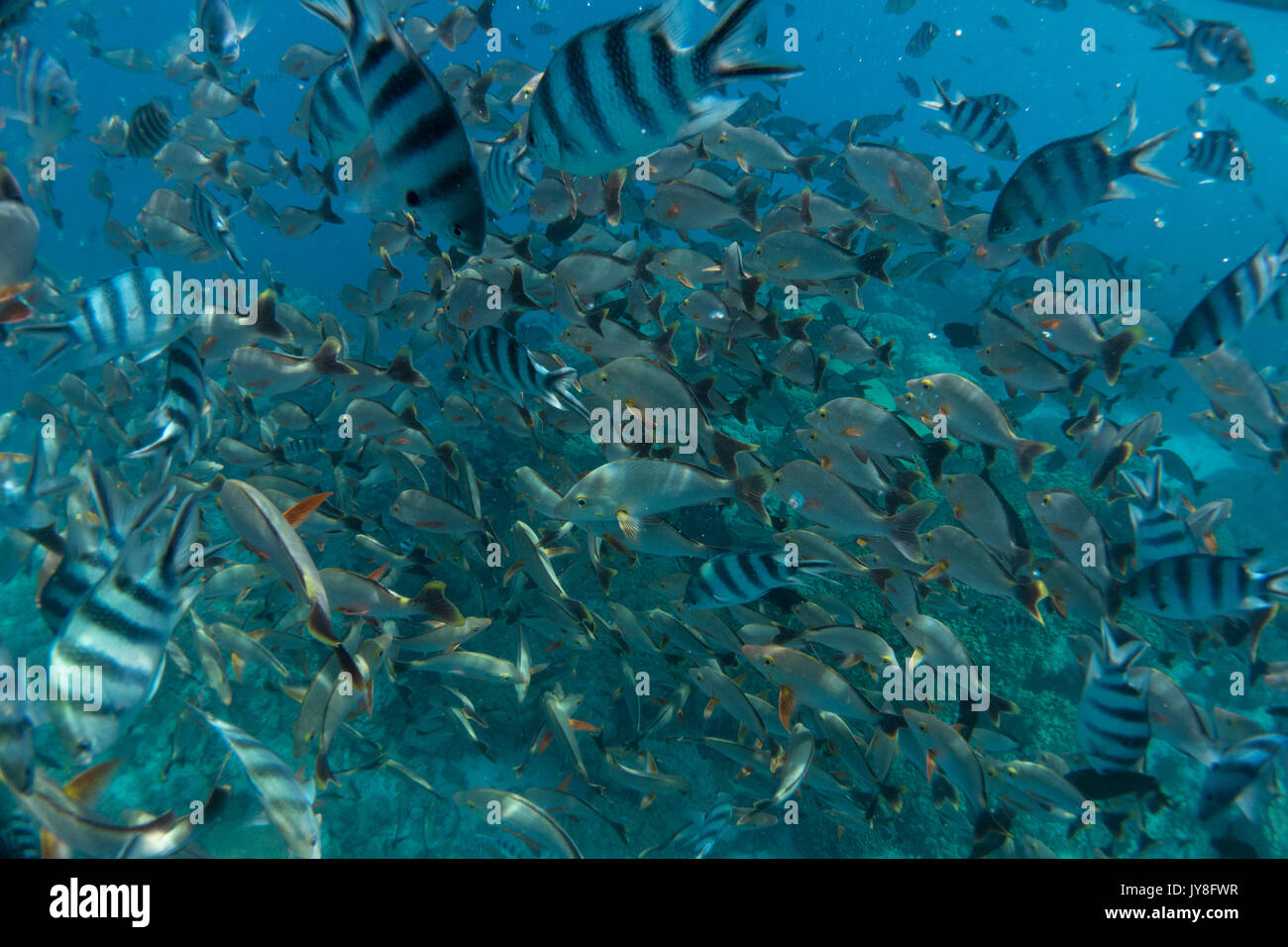 Le scuole di pesce in acquario spot snorkel, Rangiroa Atoll, Polinesia Francese Foto Stock