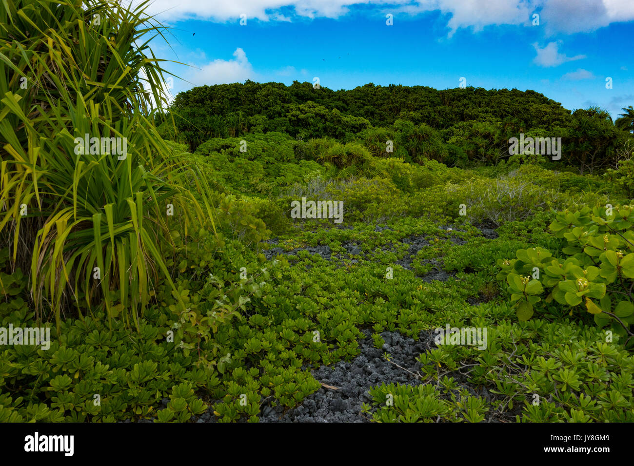 Una vegetazione lussureggiante e panorami da cartolina su un piccolo motu o isolotto a Fakarava Atoll, Polinesia Francese Foto Stock