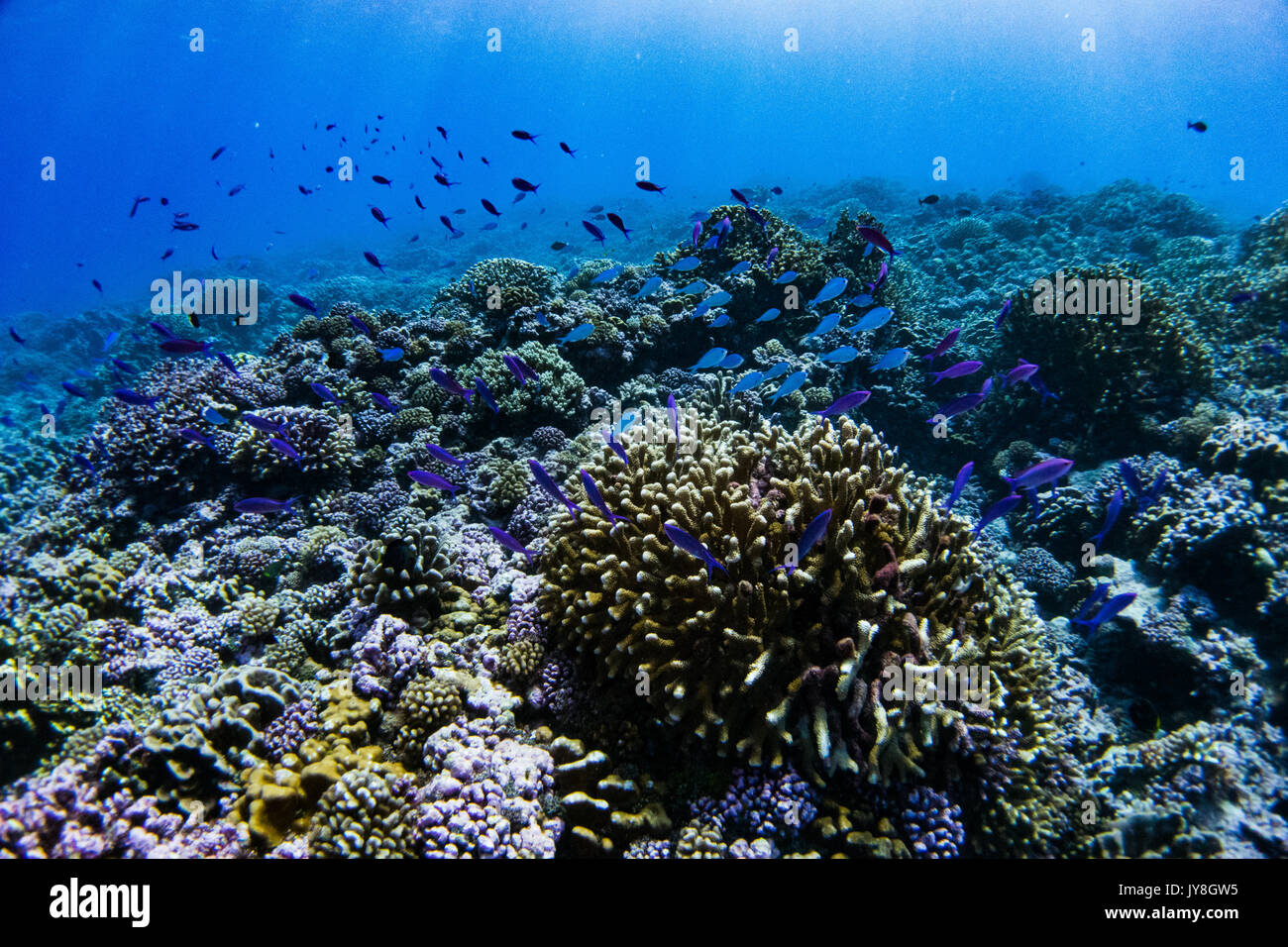 Le scuole di pesce al passaggio del mouse sopra una sana corallo a atollo di Fakarava, Polinesia Francese Foto Stock