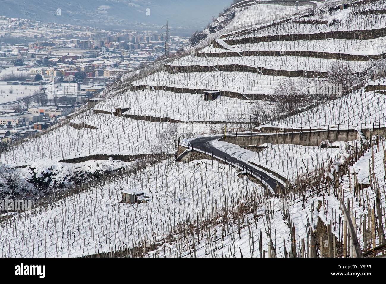 Una tortuosa strada circondata dai vigneti della Valtellina coperto di neve. La Valtellina, Lombardia, Italia Europa Foto Stock