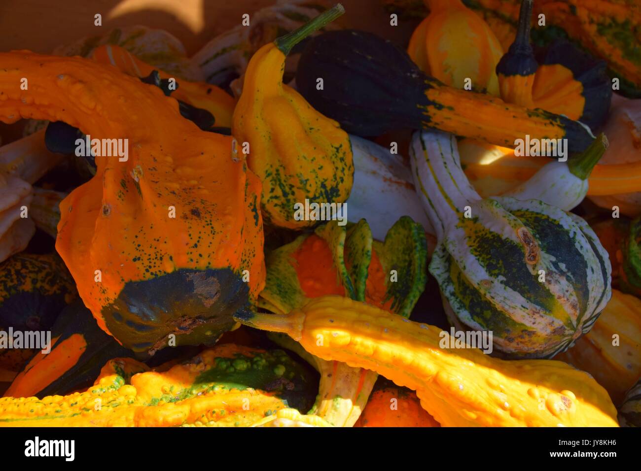 La zucca con colori differenti, la Cucurbita, microonde-zucche, il rosso e il verde hokkaido squash, halloween pumkins, Foto Stock