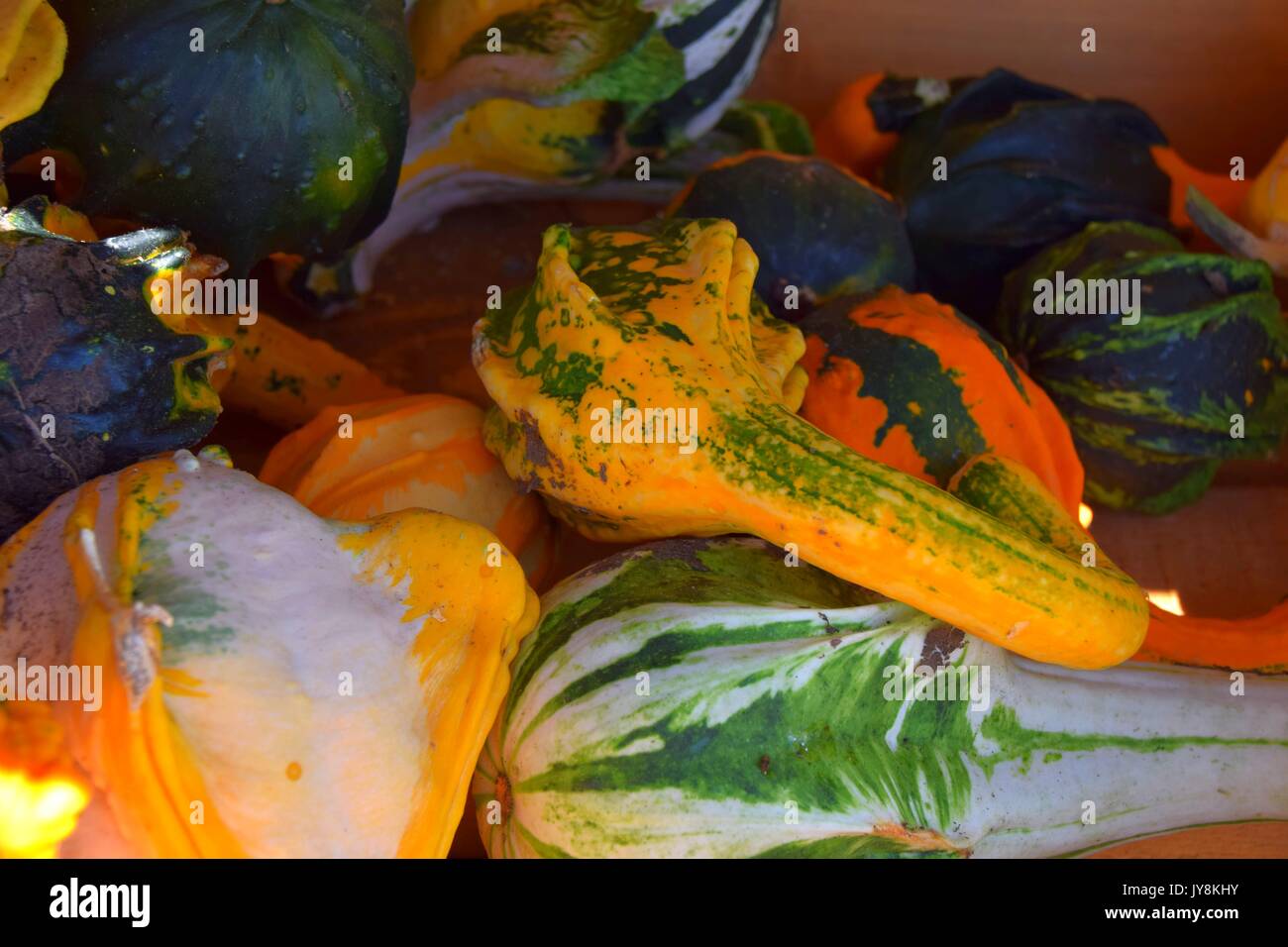 La zucca con colori differenti, la Cucurbita, microonde-zucche, il rosso e il verde hokkaido squash, halloween pumkins, Foto Stock