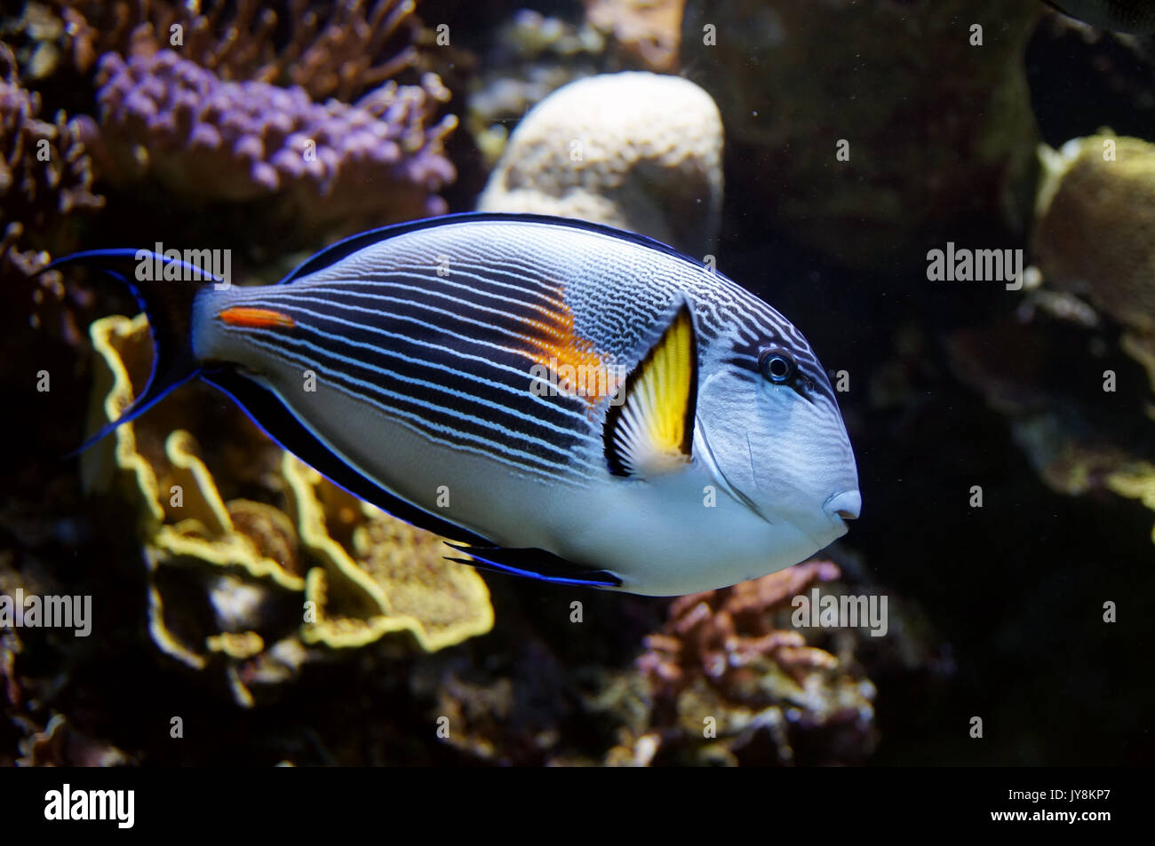 Blue Parrot pesce contro una barriera corallina sullo sfondo Foto Stock