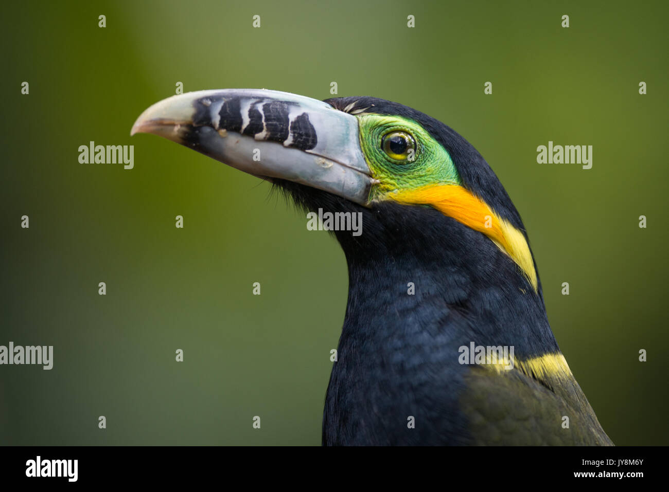 Spot-fatturati Toucanet Foto Stock