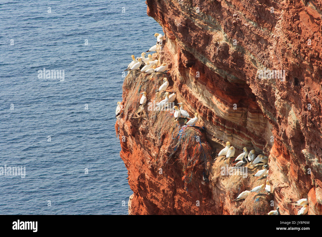 Uccelli di mare a rocce rosse di Helgoland al tramonto, estate Foto Stock