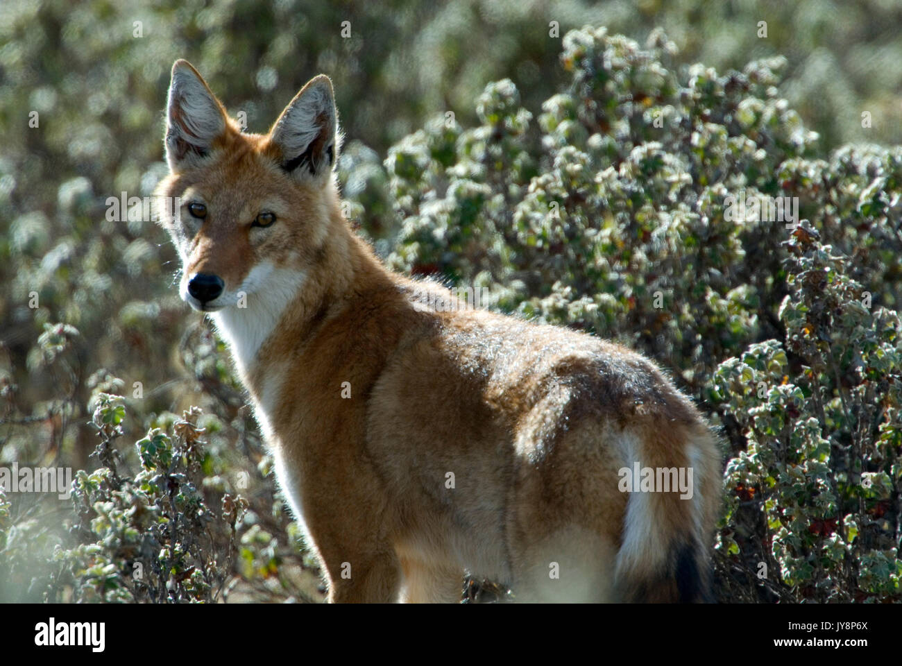 Lupo etiope, Canis simensis, Bale Mountains National Park, Sanetti Plateau, Etiopia, endemica, lupo abissino, rosso jackal, red fox, Simien fox, Cl Foto Stock