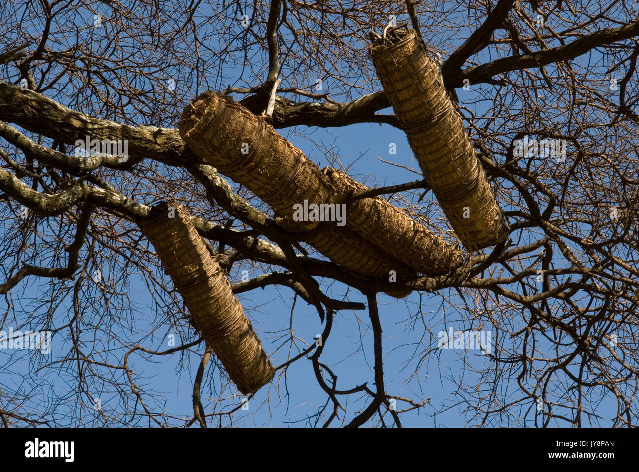 Alveari di api mellifere nei rami di un albero, Valle dell'Omo, Etiopia, api Insecta, Hymenoptera, Apidae, insetti artropodi, nativo, hive, beehiv Foto Stock