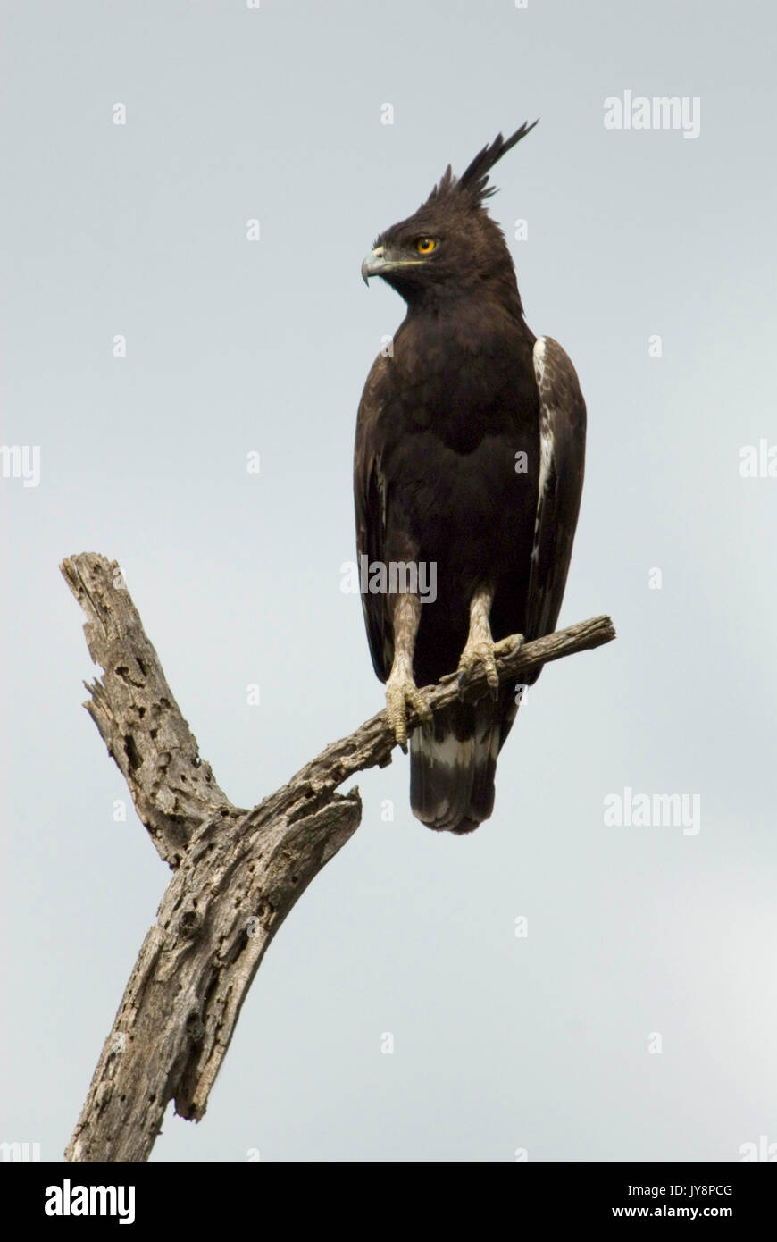 Long-Crested Eagle, Lophaetus occipitalis, Etiopia, arroccato nella struttura ad albero Foto Stock