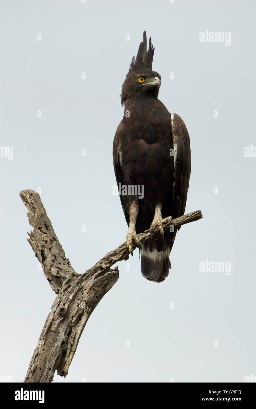 Long-Crested Eagle, Lophaetus occipitalis, Etiopia, arroccato nella struttura ad albero Foto Stock