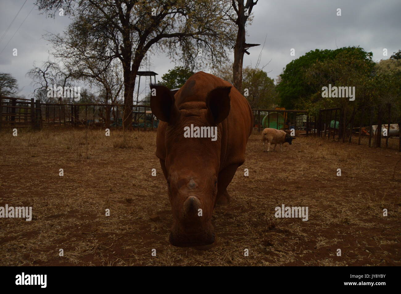 rinoceronte bianco Foto Stock