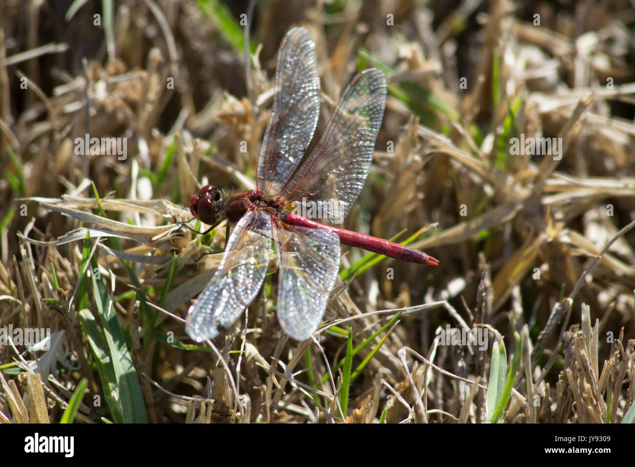 Rock Dropwing Foto Stock