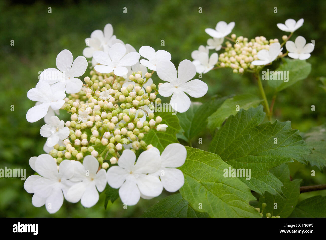 I fiori dell'Opulus di Viburnum, comunemente chiamato guelder-rose Foto Stock