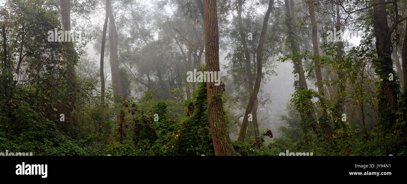Willow e la foresta di pioppo in una nebbia mattutina, la pianura alluvionale del fiume Drava in Croazia Foto Stock
