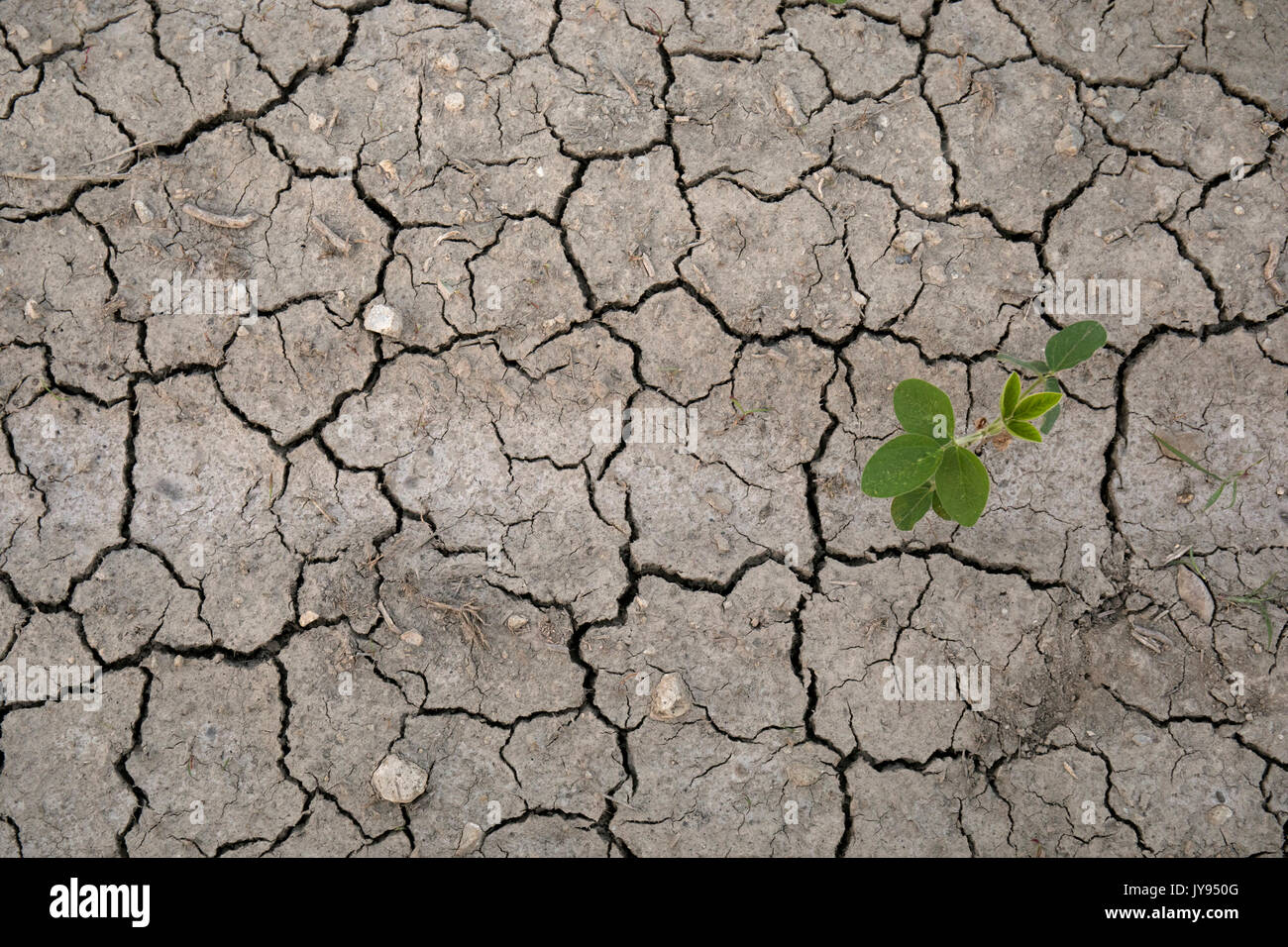 Arida campo di soia, incrinato terra, siccità Foto Stock