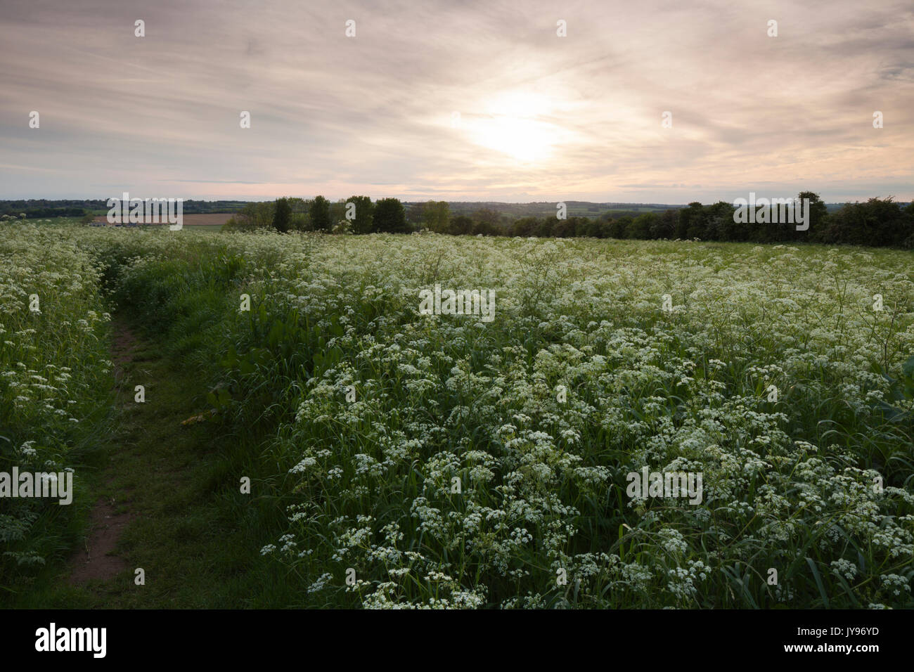 Il percorso attraversa un prato pieno di fioritura di prezzemolo mucca vicino al tramonto, Brixworth, Northamptonshire. Foto Stock