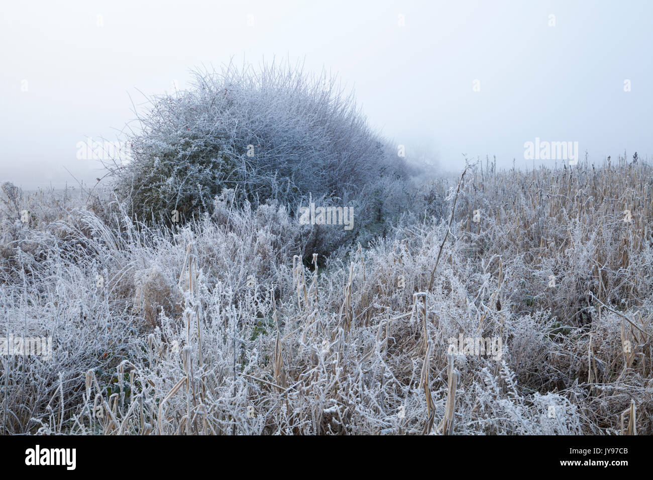 Il congelamento nebbia avvolge un ampio margine di campo il rivestimento delle erbe spontanee e siepe in trasformata per forte gradiente gelo nel freddo gelido luci dell'alba, Northamptonshire, Inghilterra Foto Stock