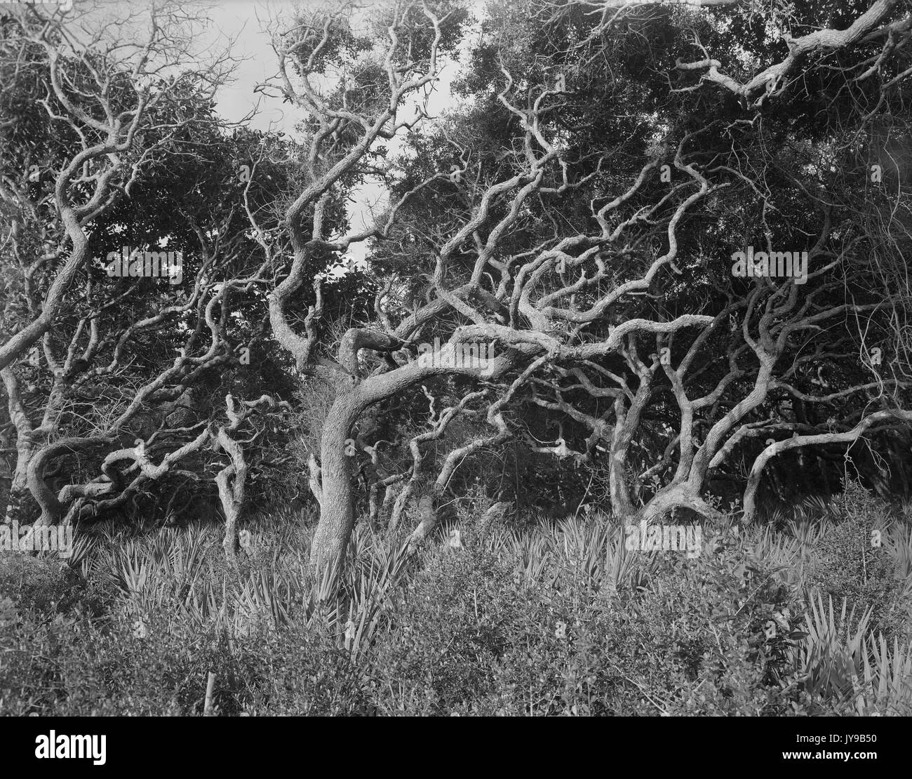 Alberi battente Foto Stock