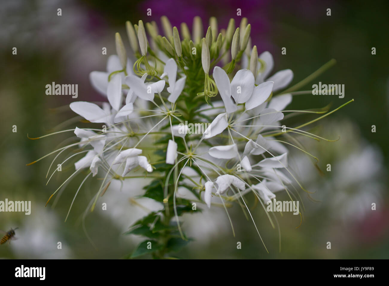 White Cleome hassleriana, rosa spider flower, spider impianto,rosa fiore regina close up white Cleome spinosa Foto Stock